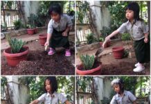 Menanam Bunga Lidah Mertua – KB/TK Islam Tugasku