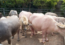 Fieldtrip TKA; Ke Kuntum Farmfield SEKOLAH ISLAM TUGASKU